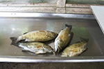 Smallmouth bass and other species are caught close by or off the docks.